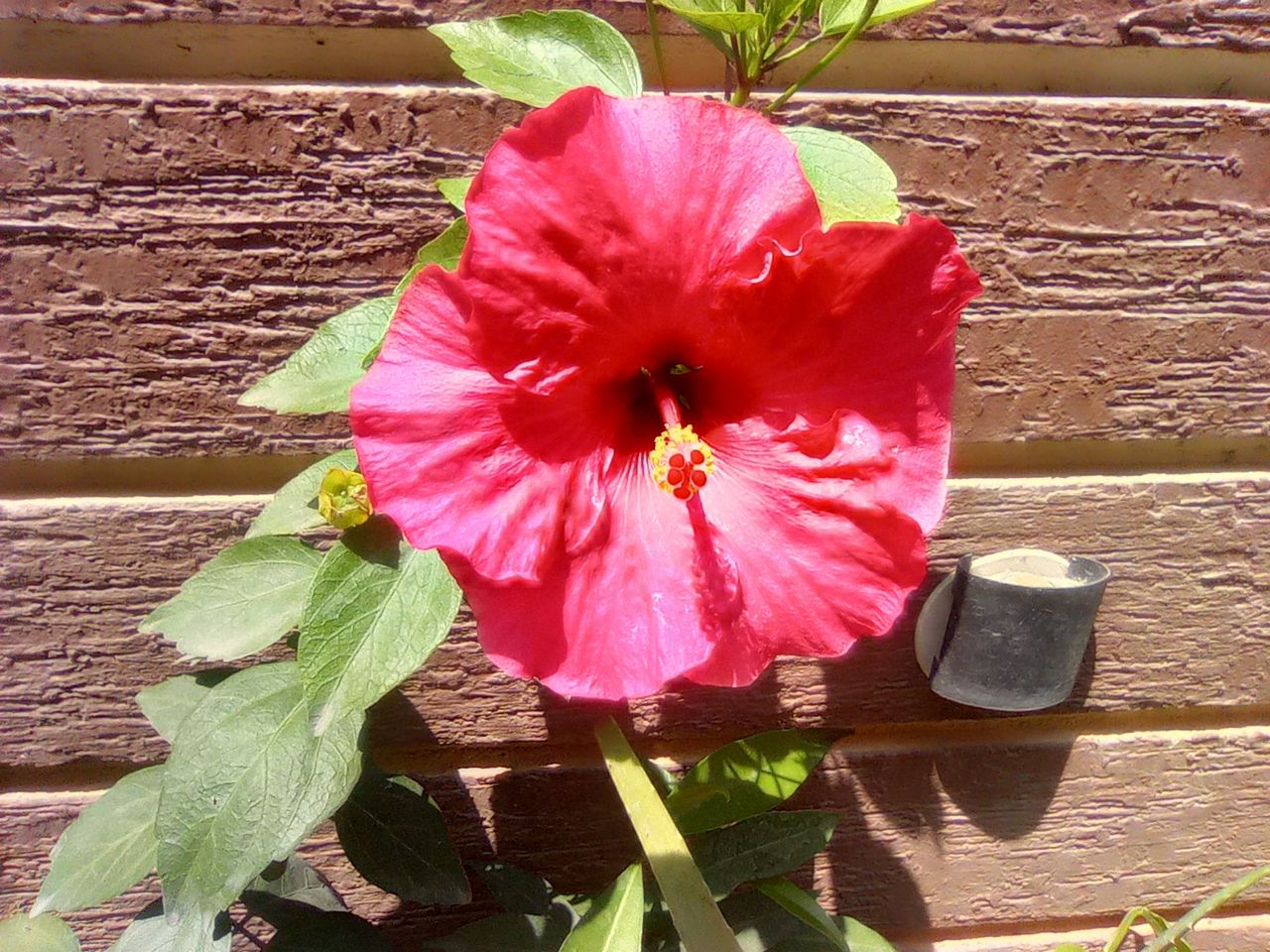 PhotoFeed Contest - a closer look at మందారం 🌺 hibiscus stamen