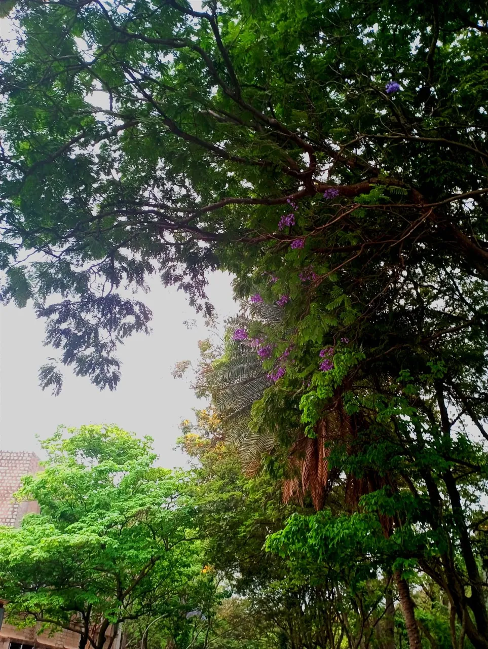 Walk around the campus The fading Jacaranda