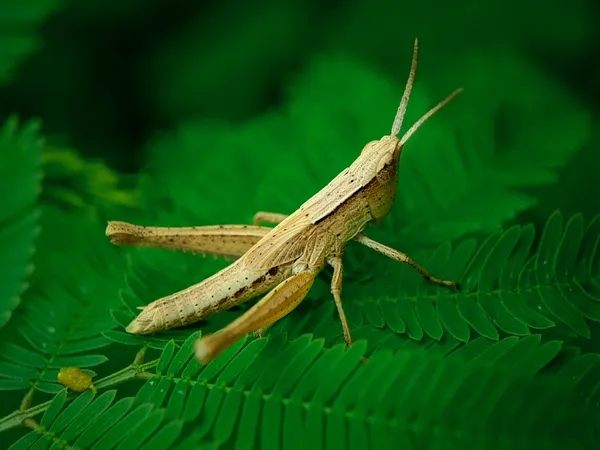 Albino grasshoppers and other amazing insects