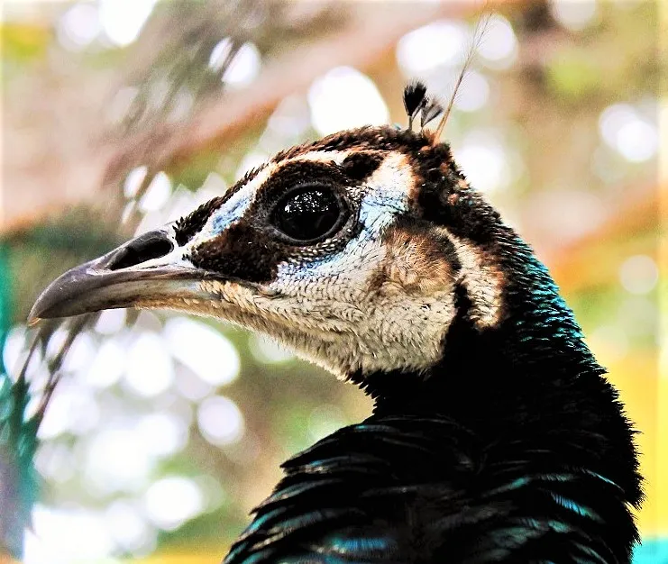 peacock_profile_eye.jpg