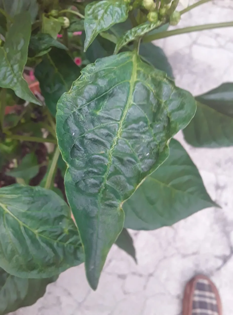 bell_pepper_leaves.jpeg