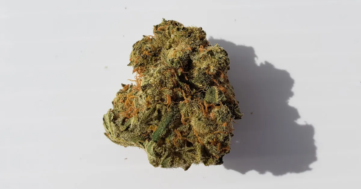 grapefruitgg4_bbob_2.jpg