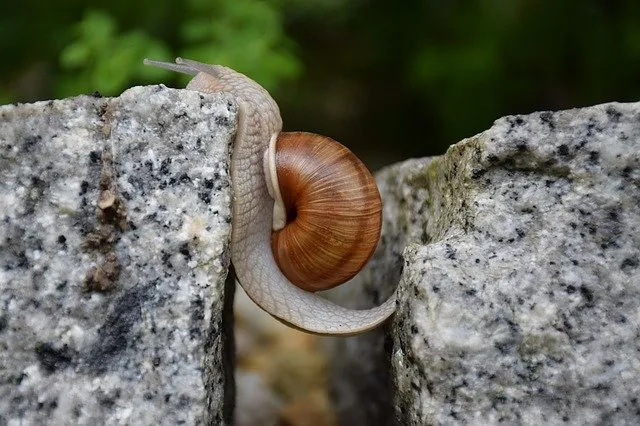 snail-g15098aff6_640.jpg