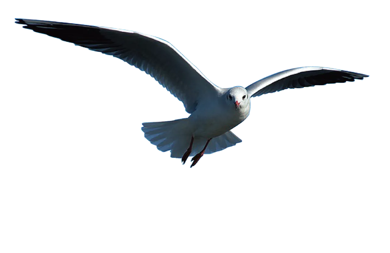 seagull-1643082_1920.png