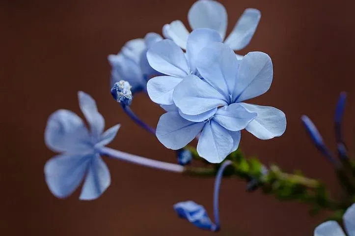 flower-6761262__480.webp