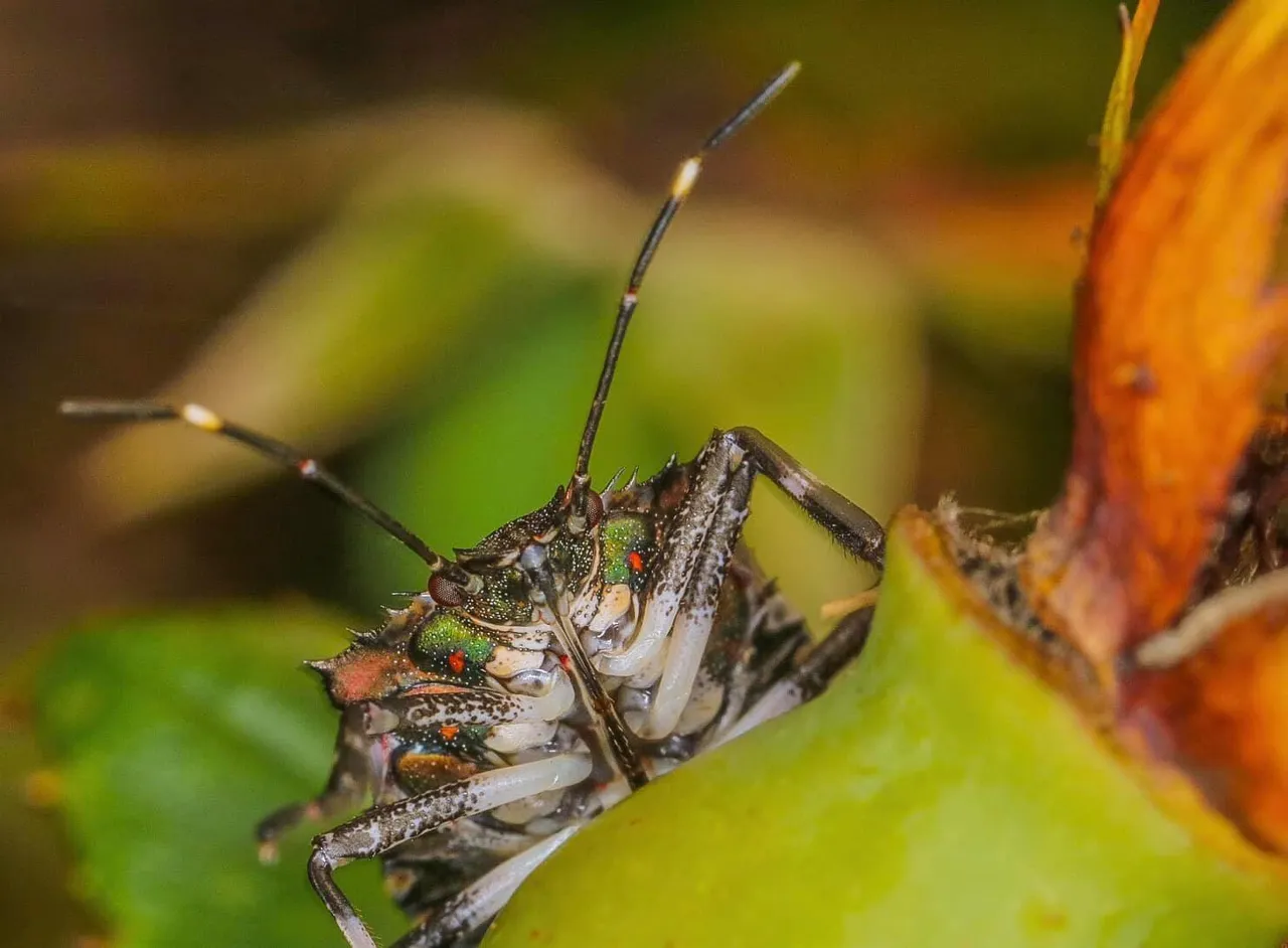 insect post (15).jpg