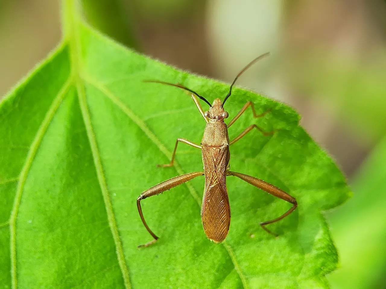 Assassin Bug (2).jpg
