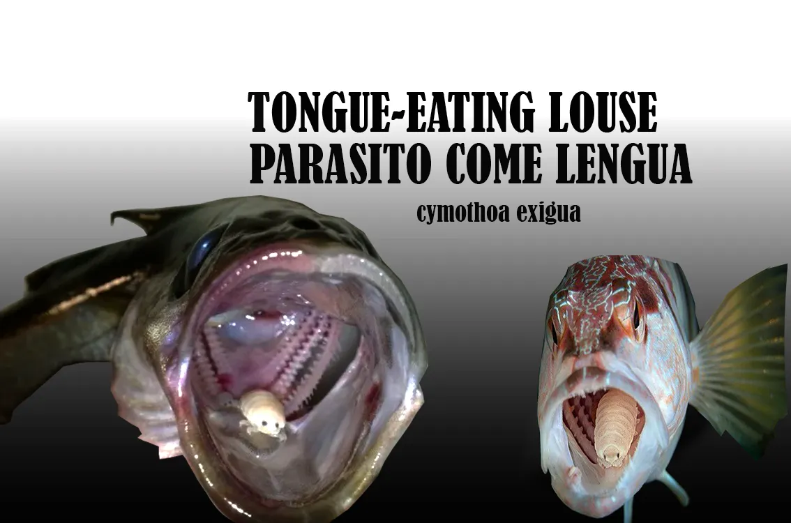 come lengua POST.png