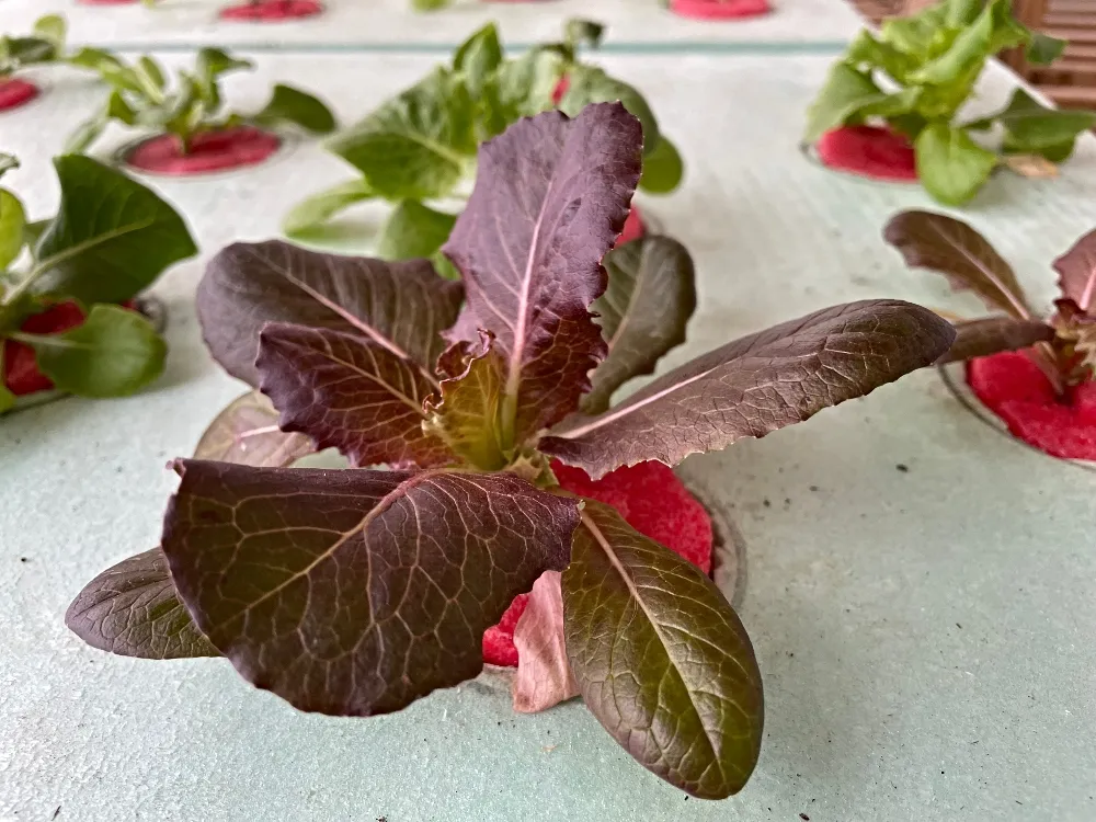 lettuce-hydroponic-1.jpg