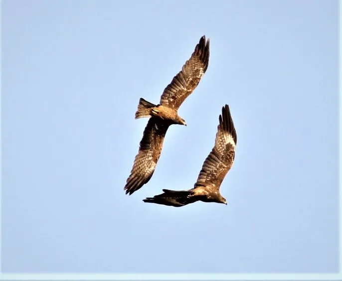 eagles in flight.jpg