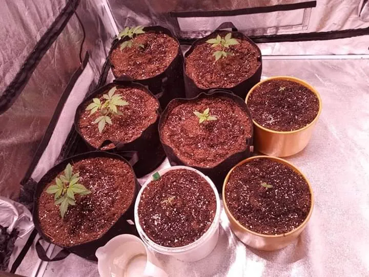 Grow image-20200611.jpg