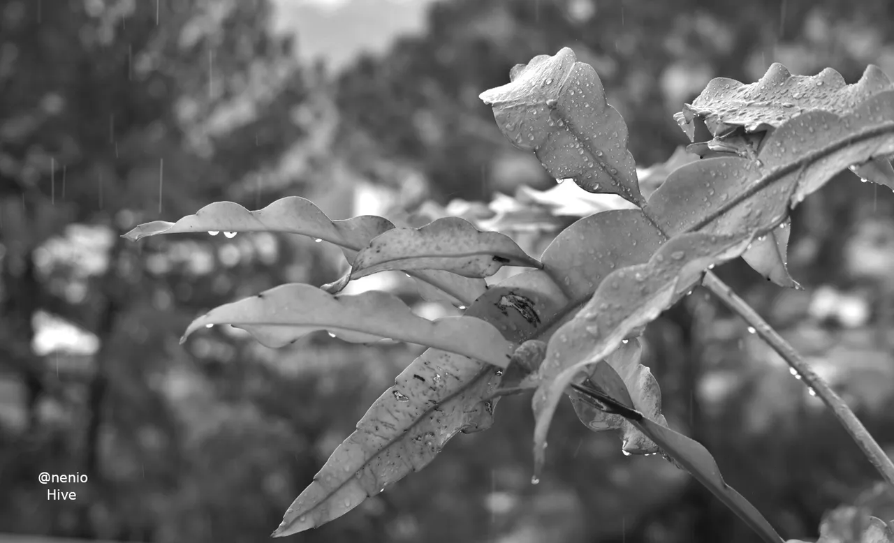 rain-droplets-001-bw.jpg