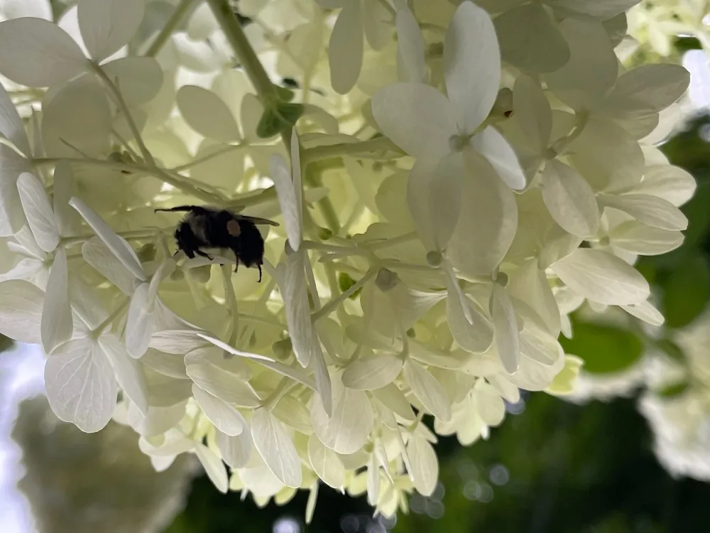hive hydrangea 2.jpg