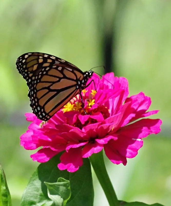 butterflies-nature-8.jpg