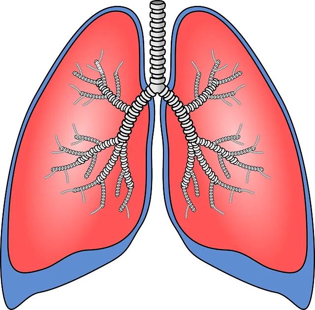 lungs-g8ab200e47_640.png