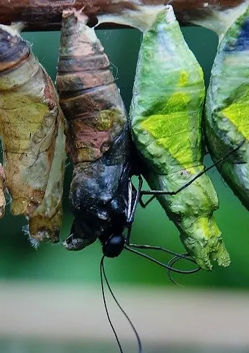 cocoon-39353_960_720.jpg