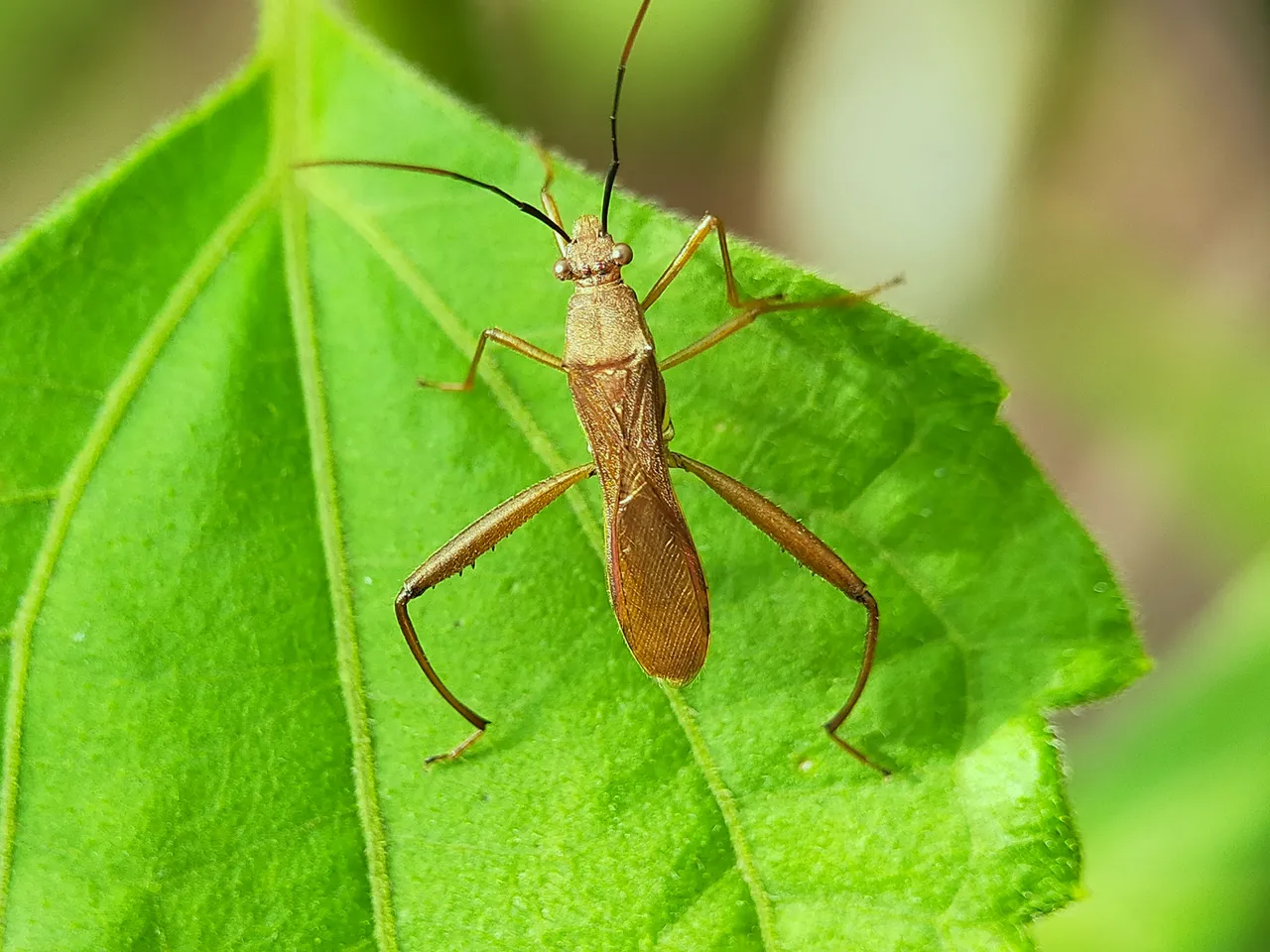Assassin Bug (6).jpg