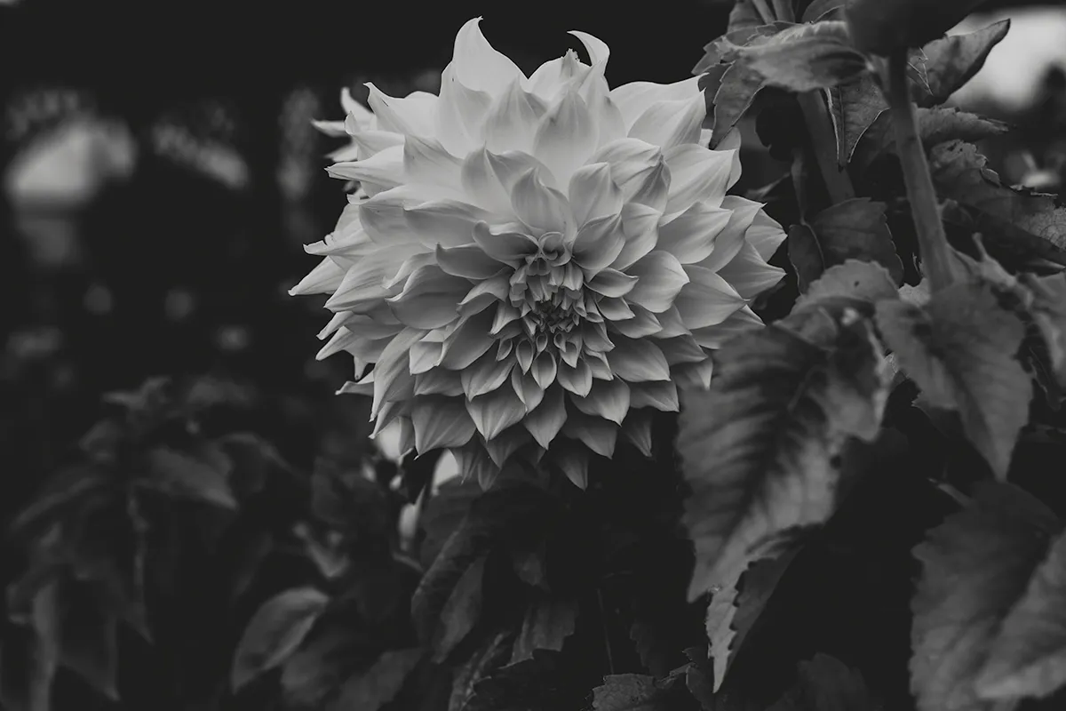 flowerflower2 copy.jpg