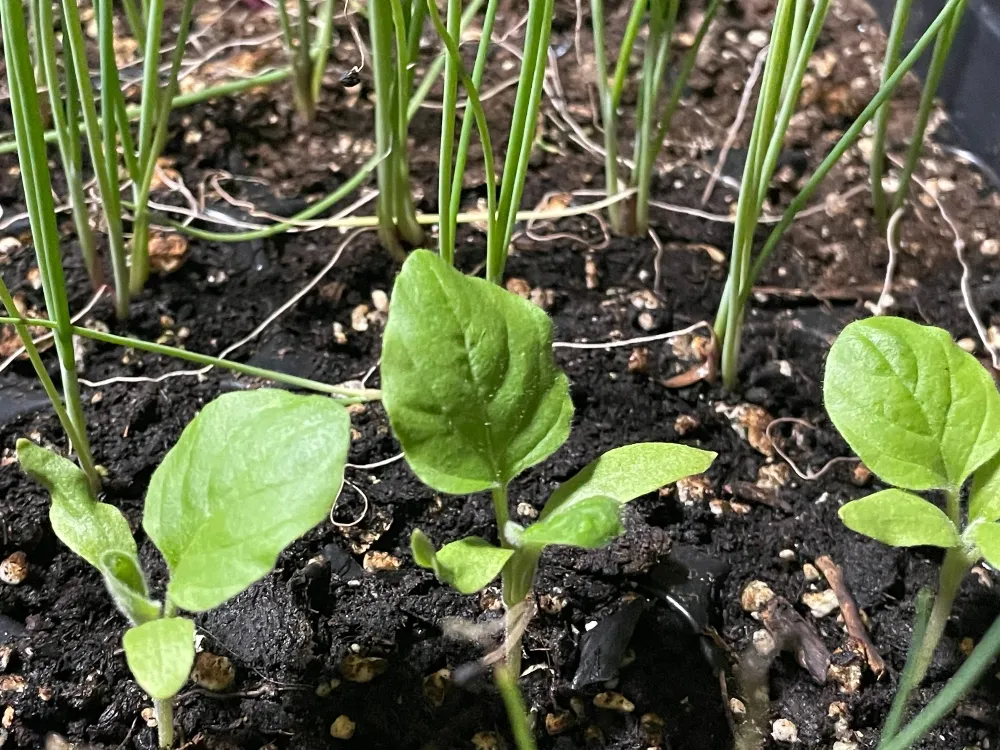 seeds-eggplant-onion.jpg