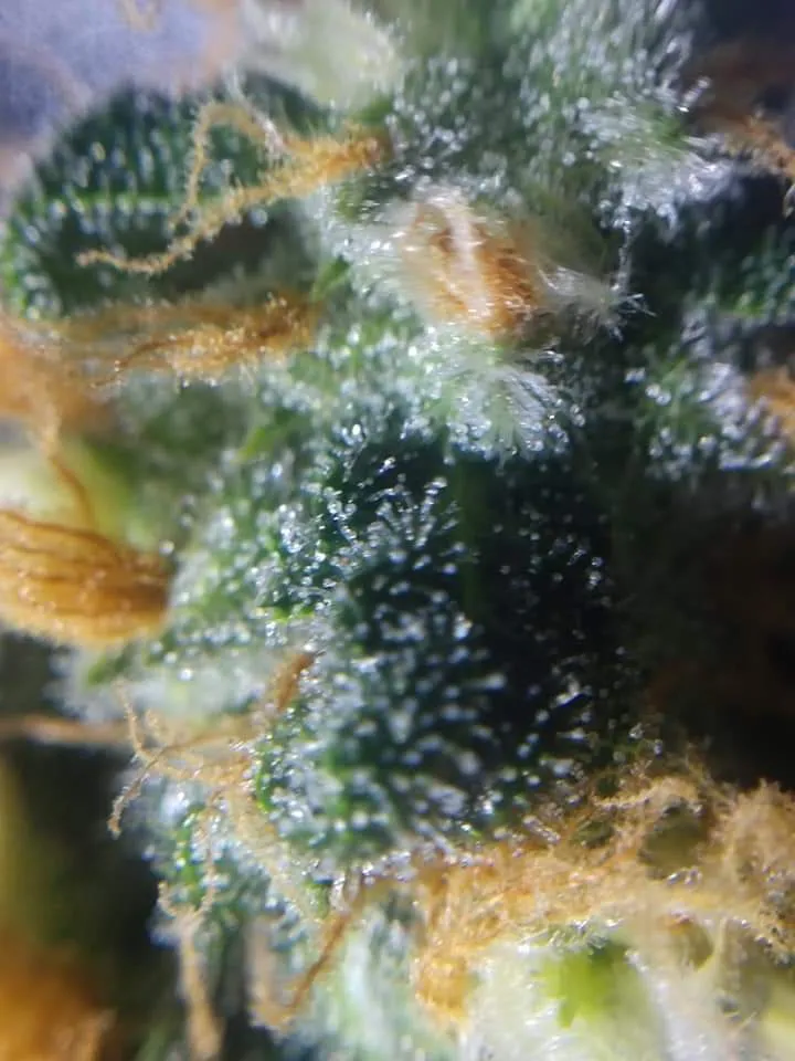 grow_20200620_253.jpg