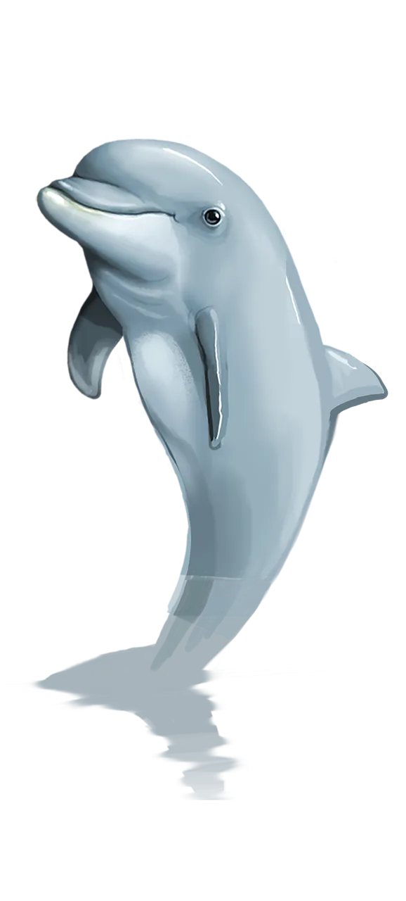 dolphin-2708695_1920.png