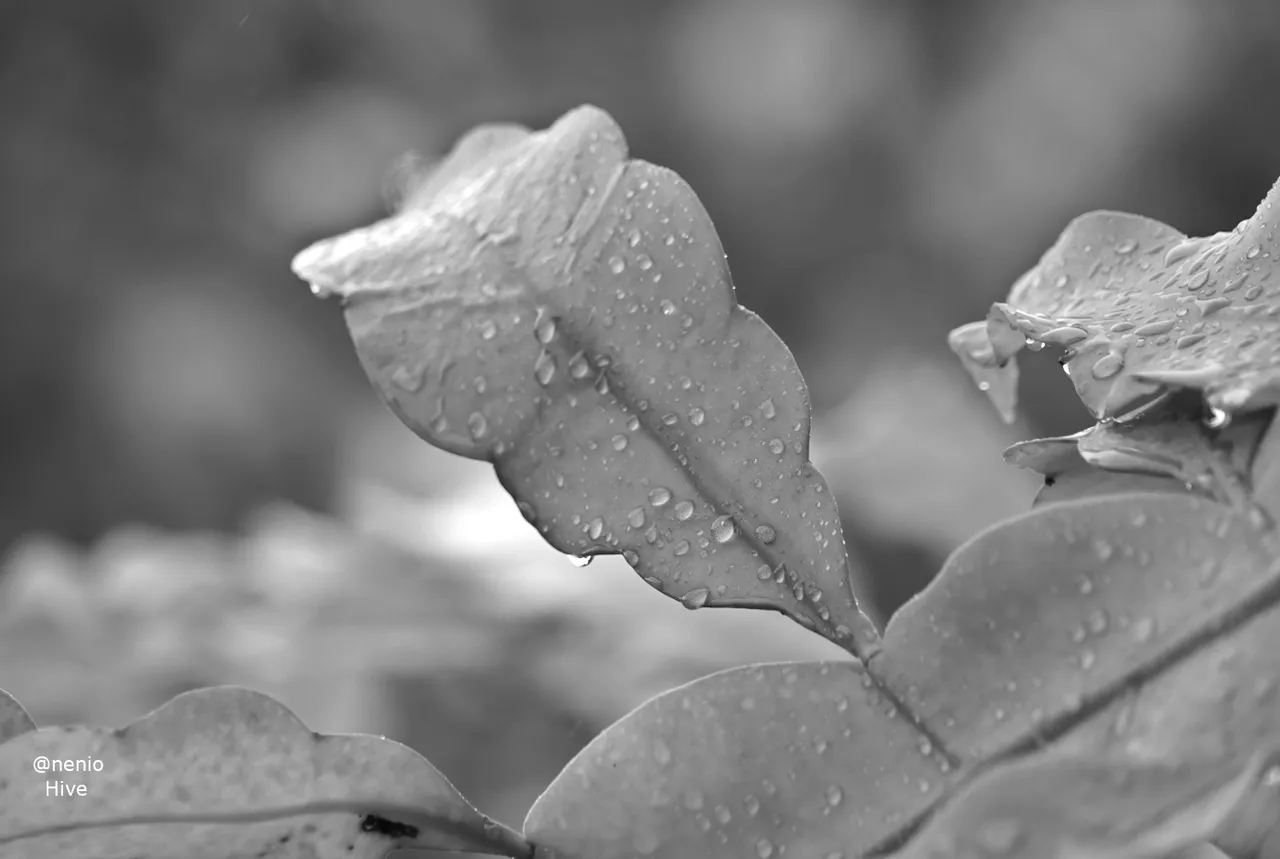 rain-droplets-002-bw.jpg