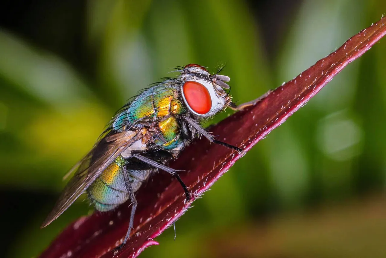 insect post (16).jpg