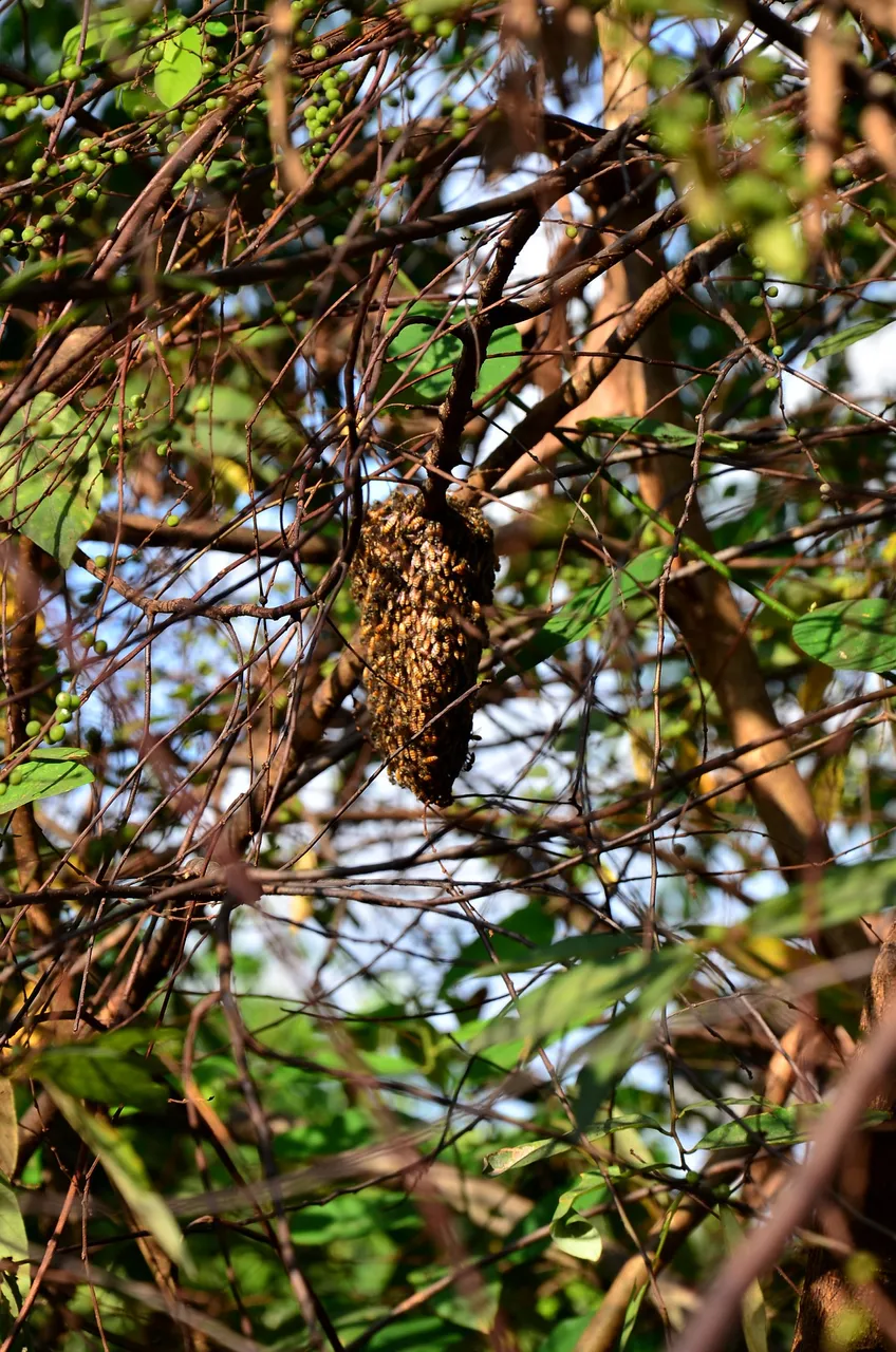 bees-g1f73112f5_1920.jpg