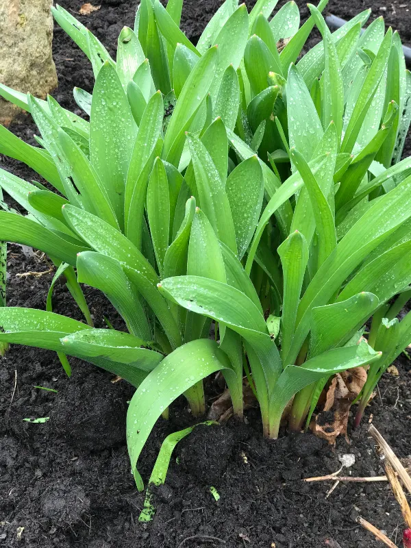 feel good allium.jpg