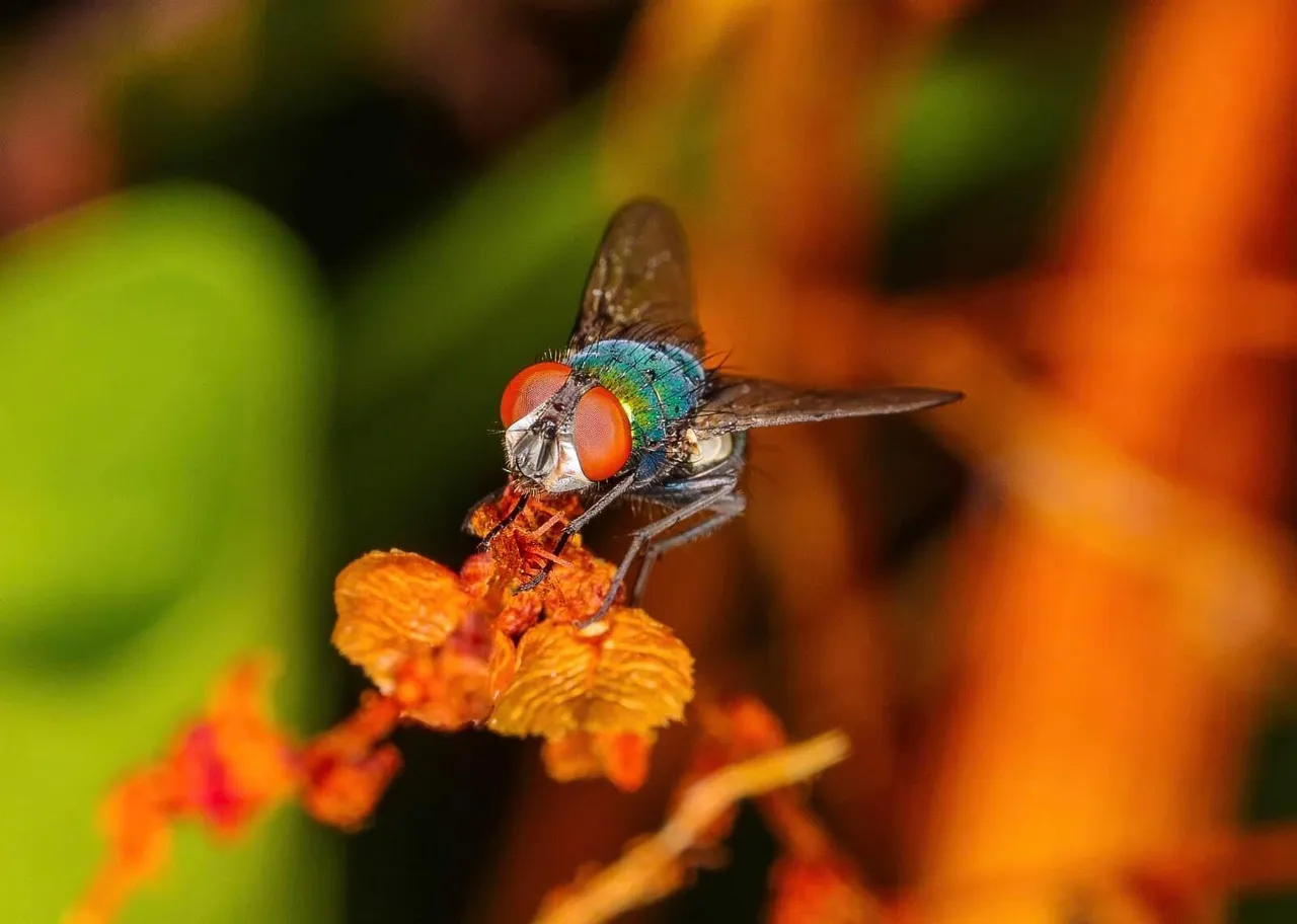 insect post (19).jpg