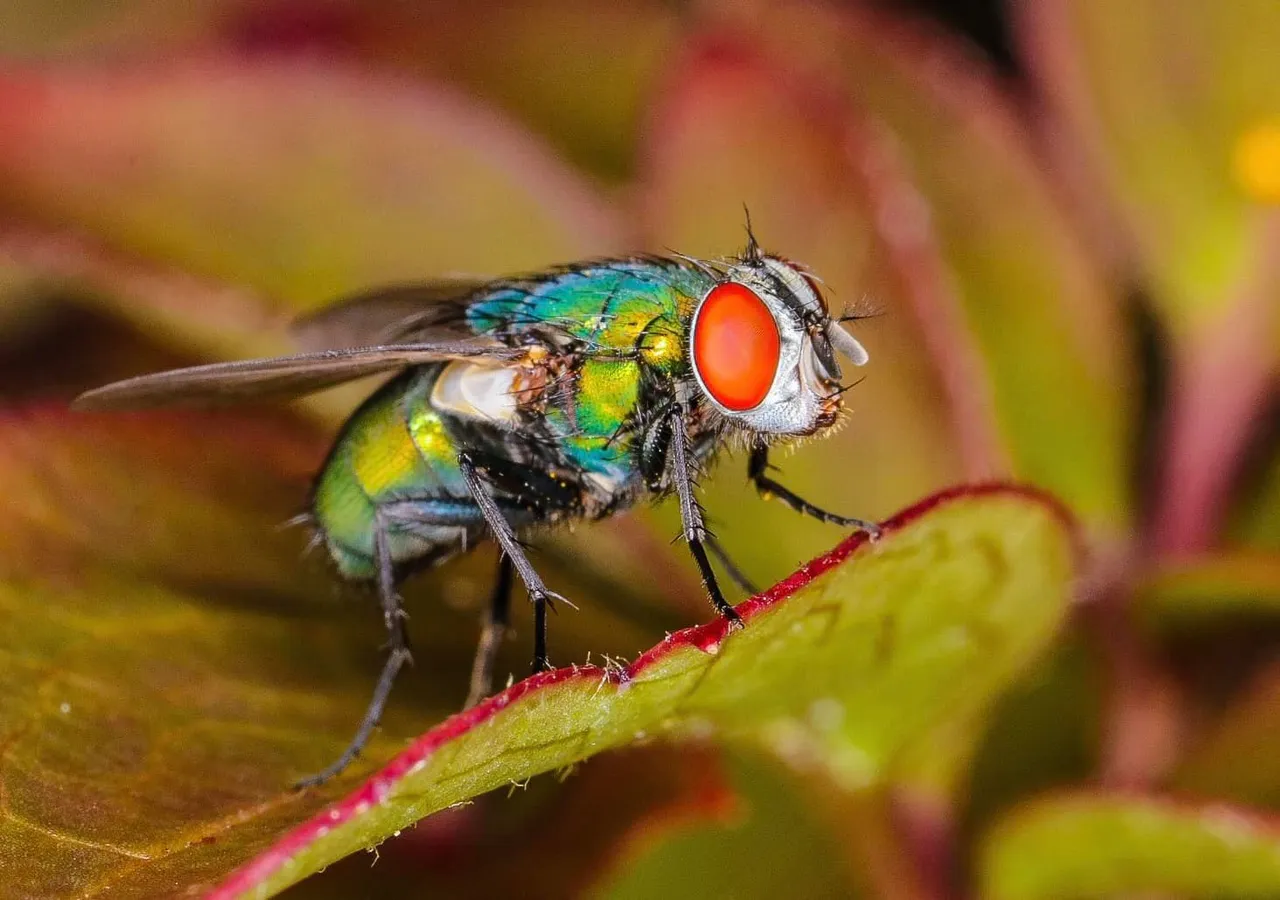 insect post (13).jpg