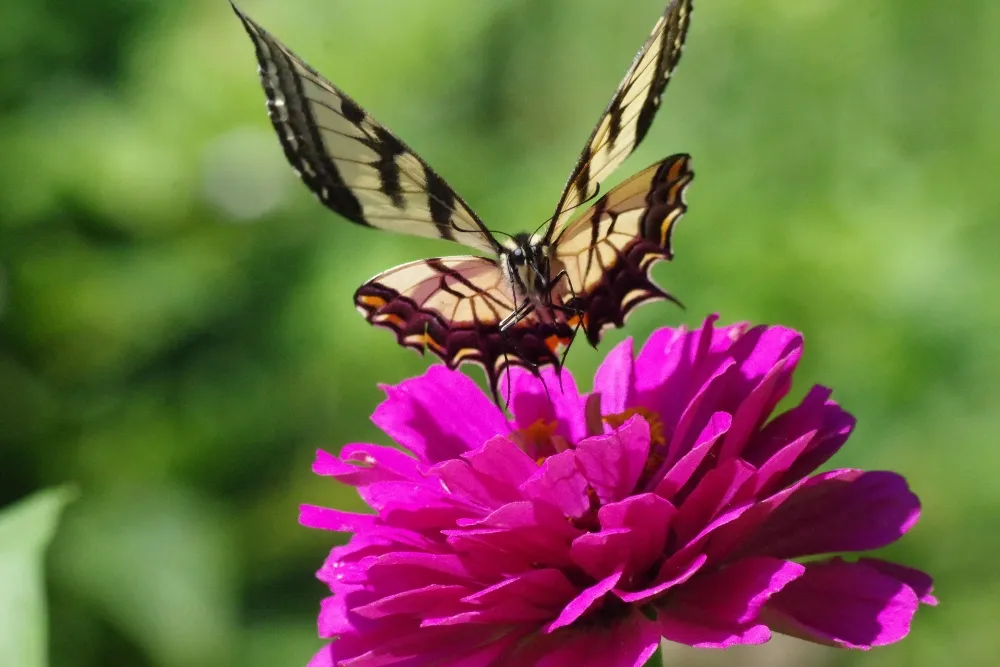 butterflies-nature-2.jpg