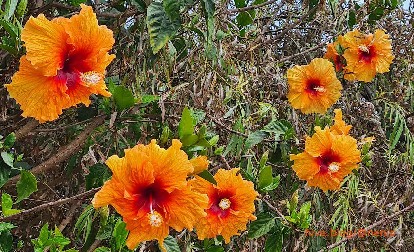 hibiscus-orange-002-.jpg