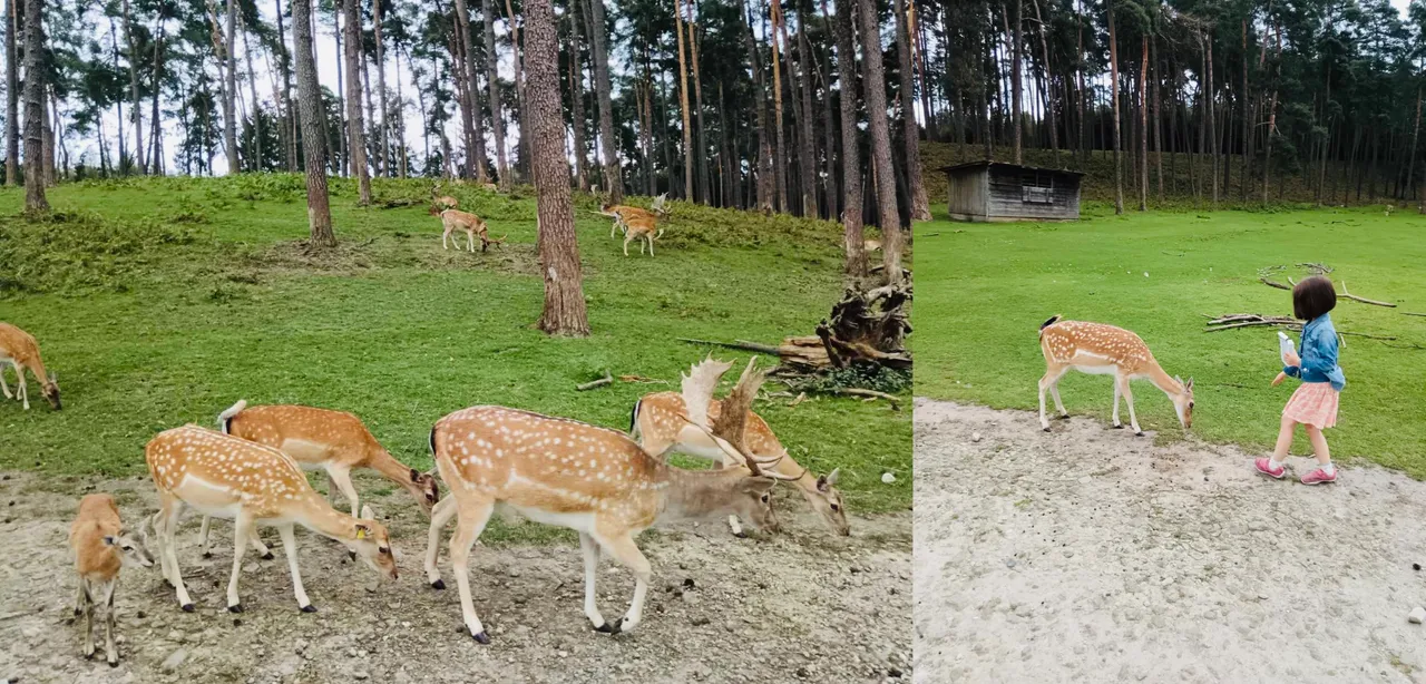 "Wildpark _collage2.jpg"