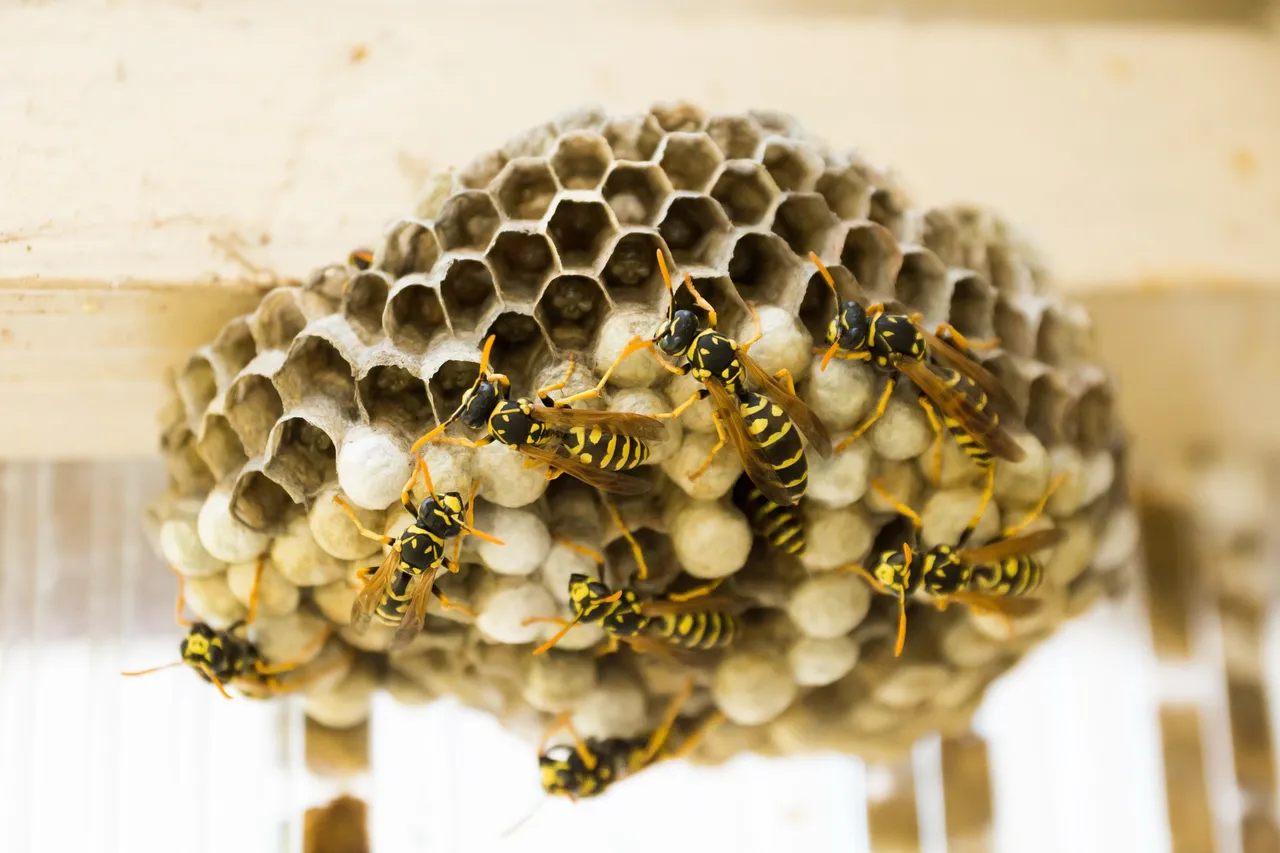 the-hive-335984_1920.jpg
