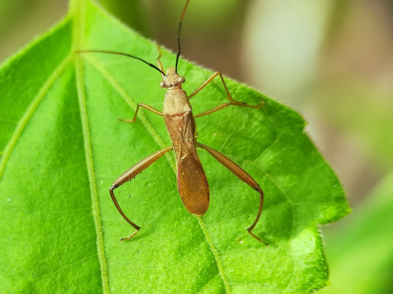 Assassin Bug (7).jpg