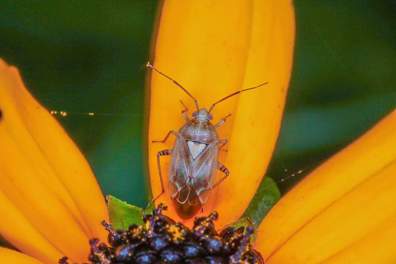 insect post (11).jpg