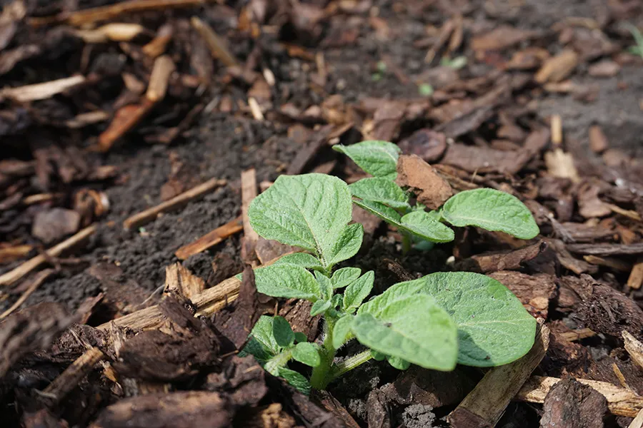 New Plants 2 s.jpg