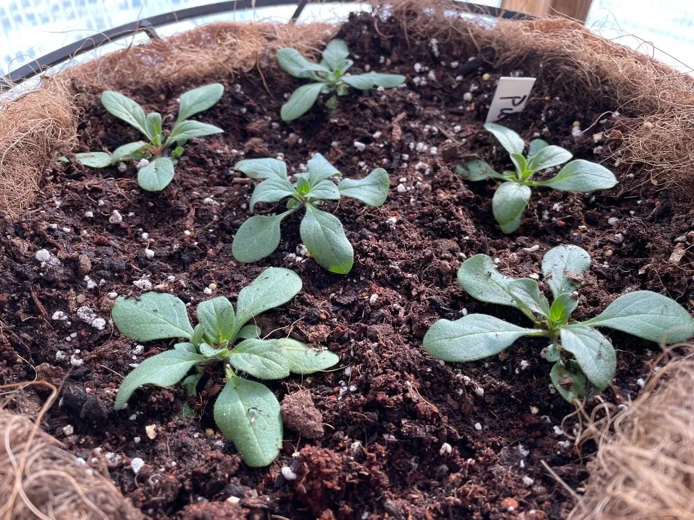 hive-garden-petunias.jpg