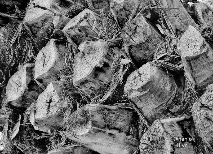 palm-textures-002-bw.jpg