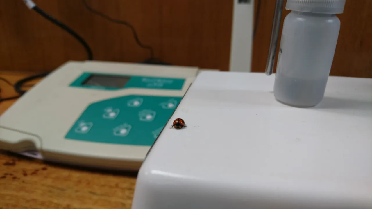 A ladybug by an Oxidation Reduction Potential meter
