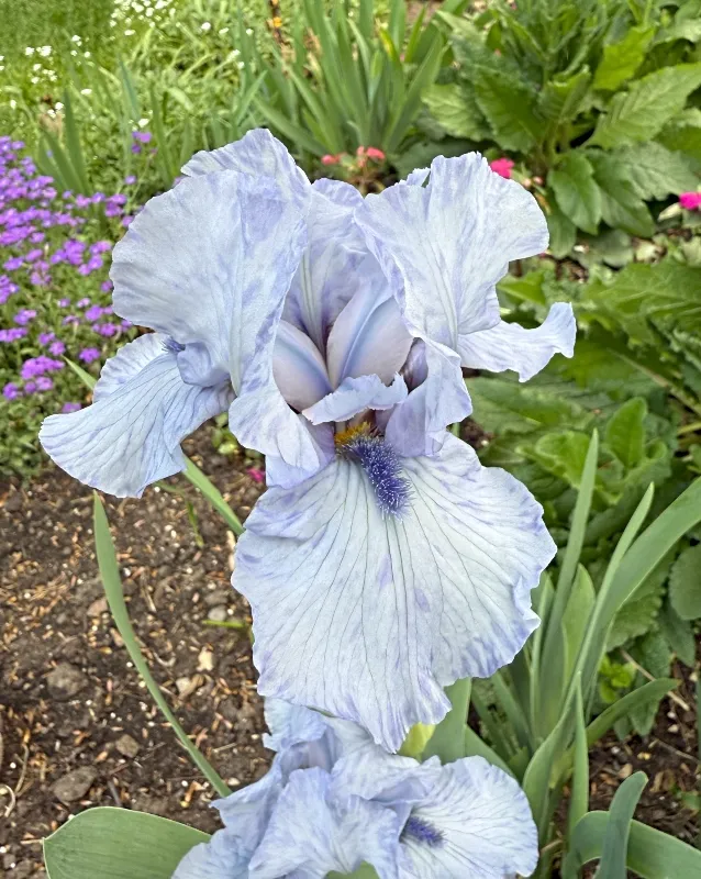 hivegarden-flowers-3.jpg