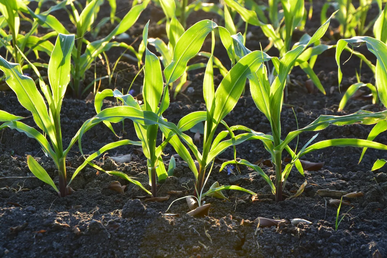 corn-gdfa2a6ff8_1920.jpg