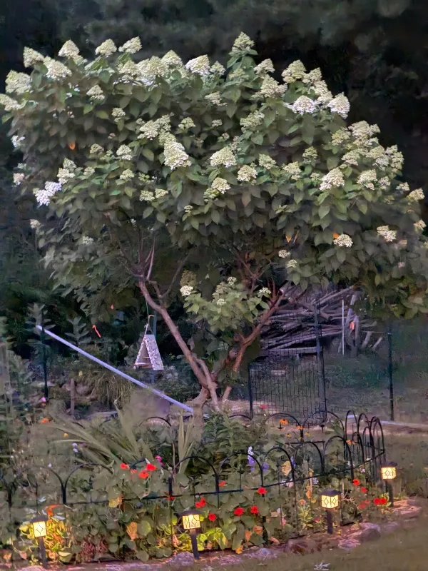 hivegarden-nighttime.jpg