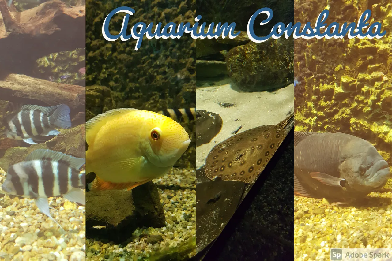 " " \"aquarium constanta.jpg\"""