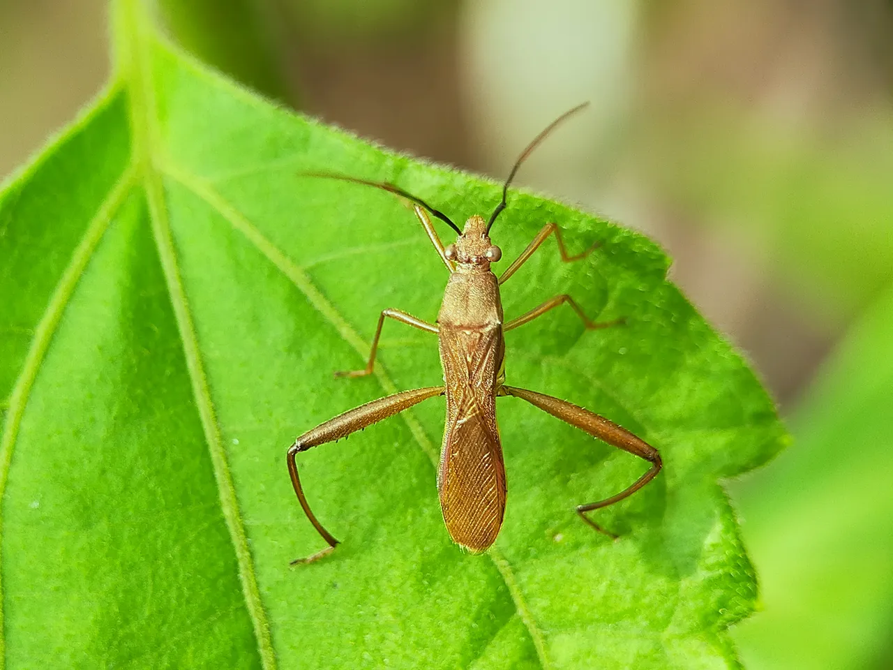 Assassin Bug (3).jpg