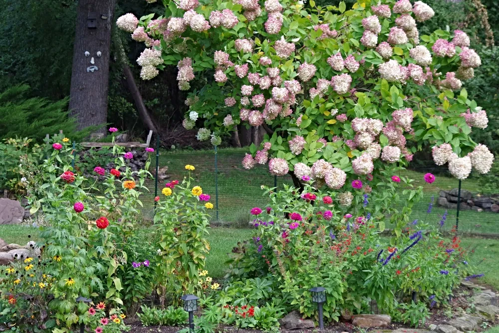 hive hydrangea 5.jpg