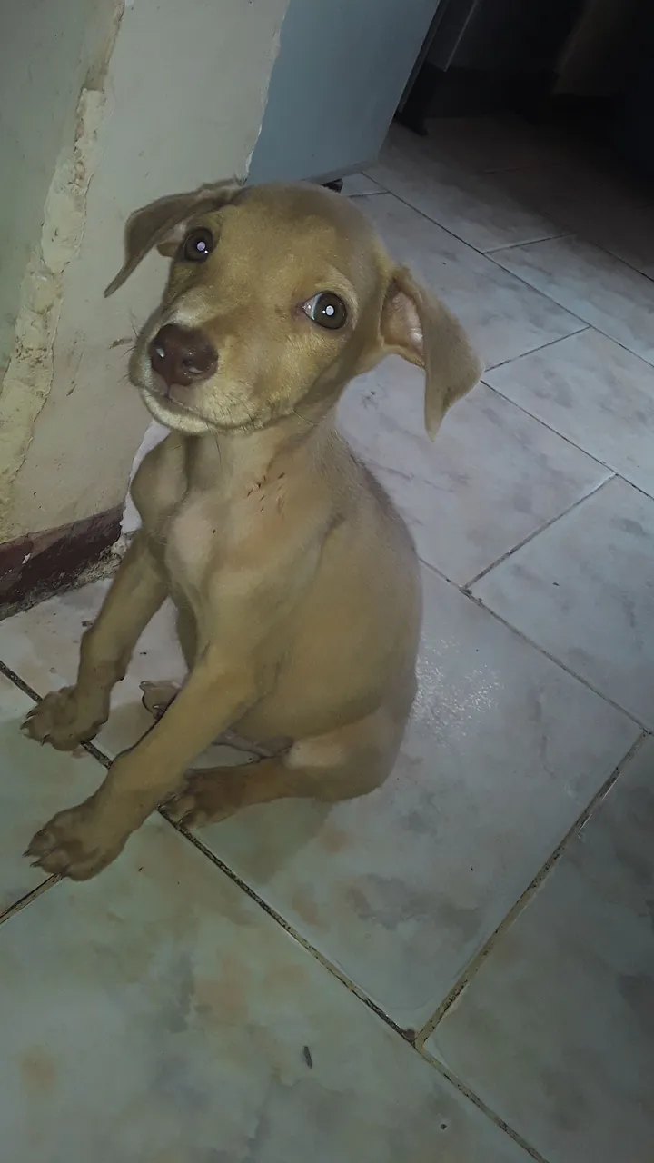 IMG-20210618-WA0029.jpeg