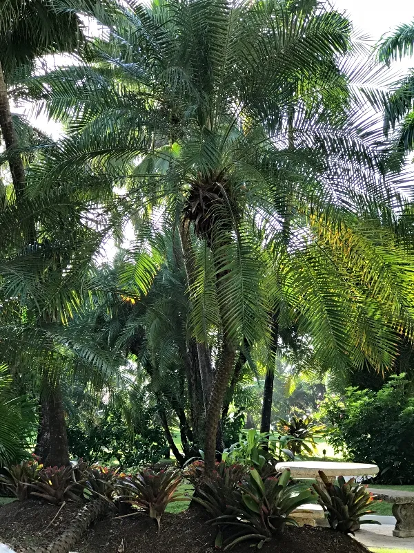 travel-jamaica-palms.jpg