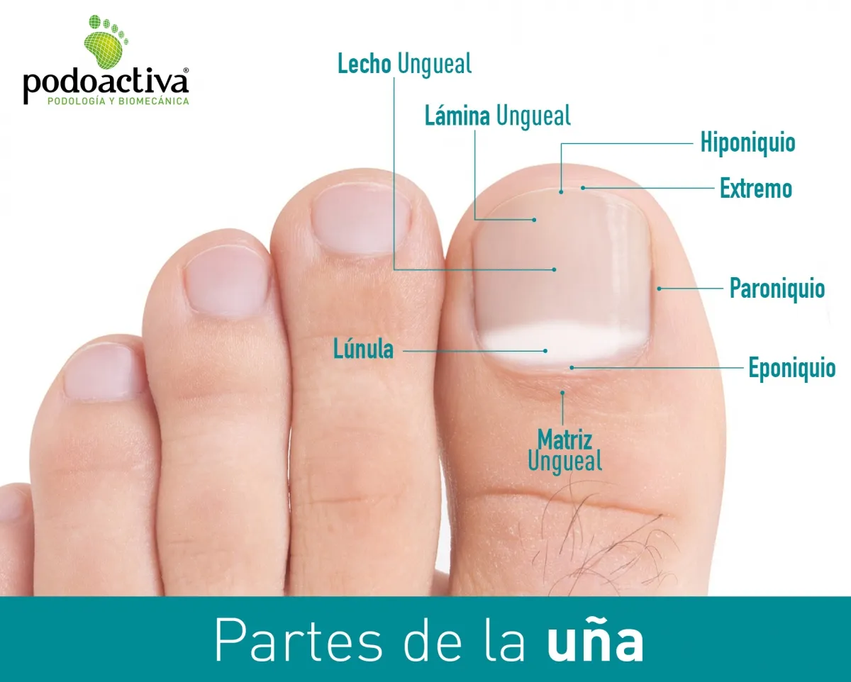 partes_de_la_unas_v2.jpg